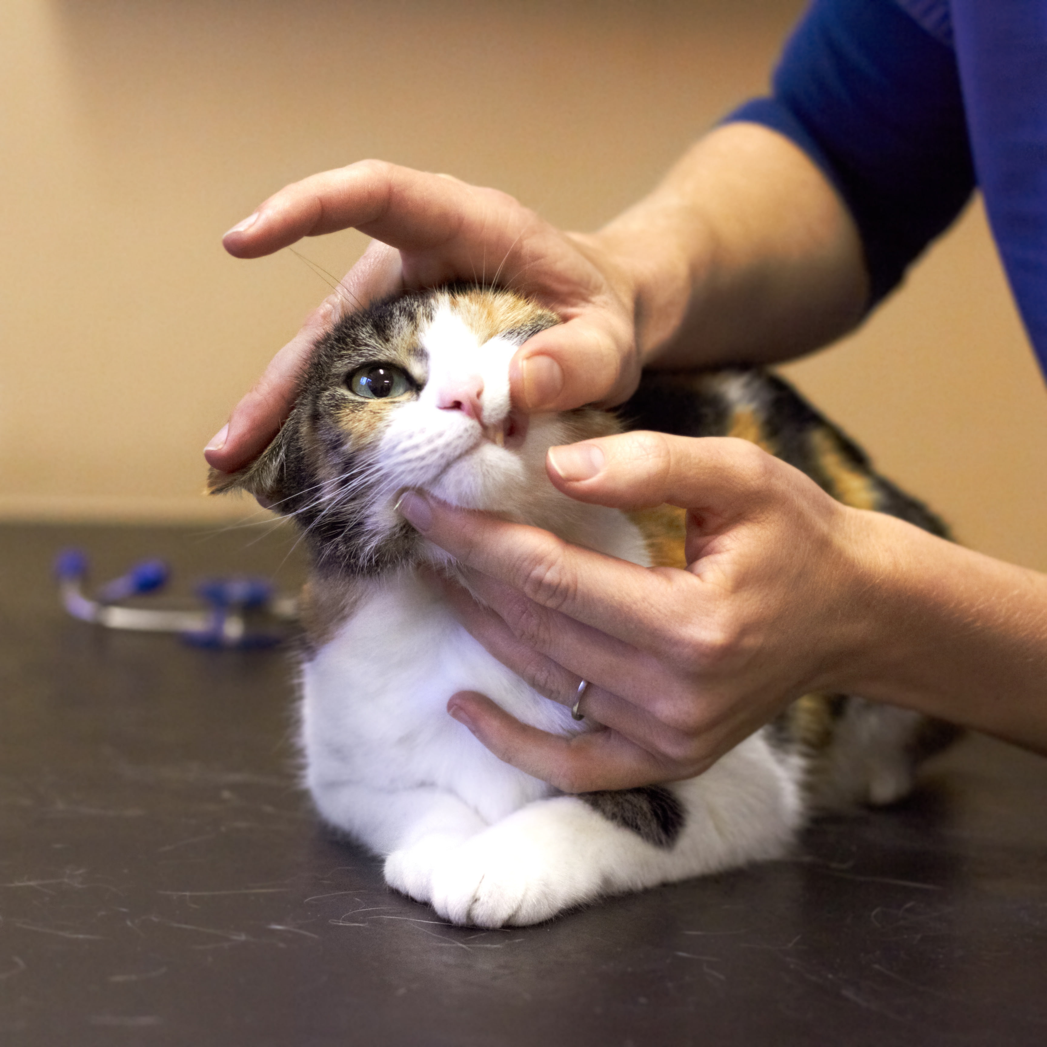 Veterinario atendiendo a un perro y un gato en una clínica veterinaria moderna de Madrid, mostrando equipos y ambiente profesional