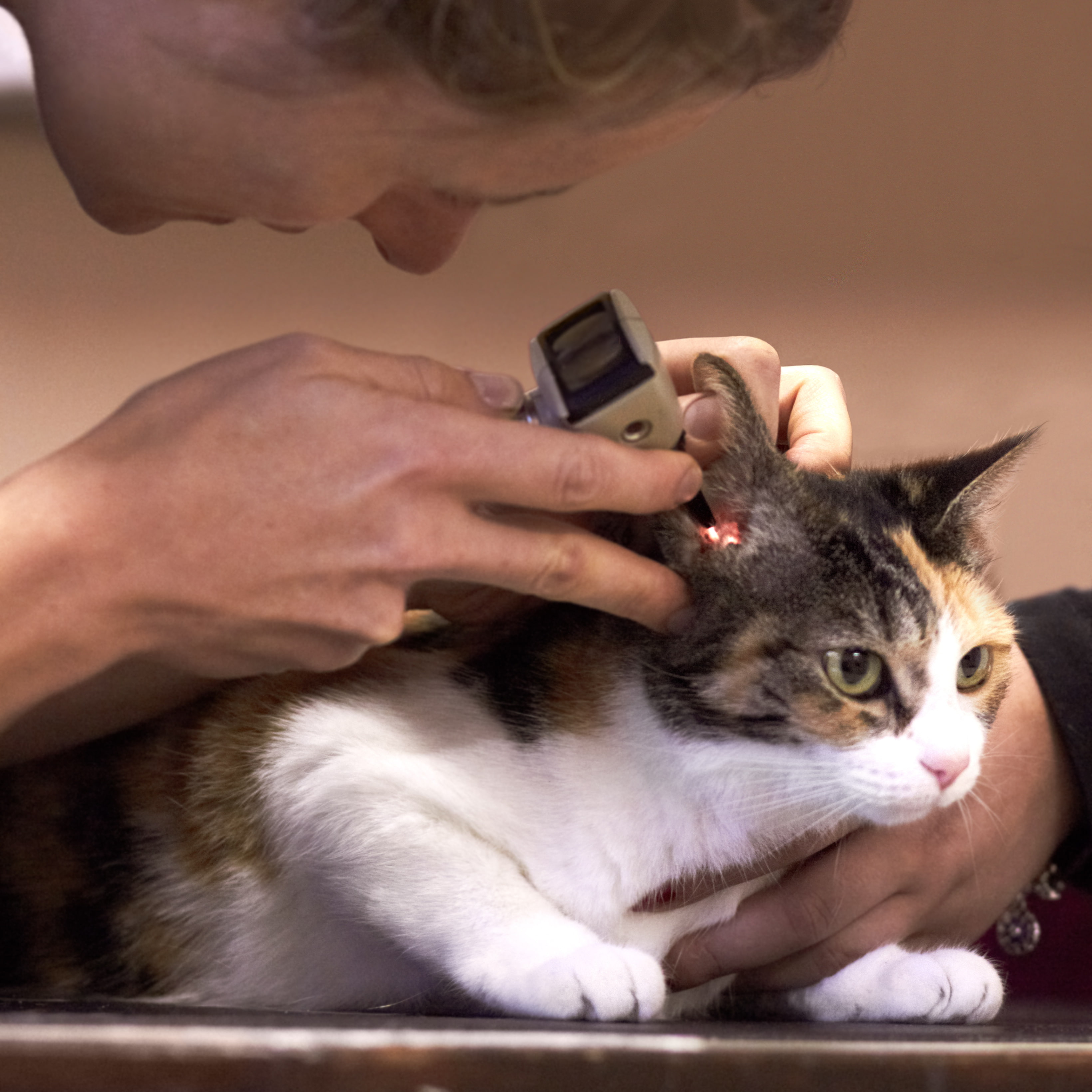 Veterinario administrando vacuna a un cachorro en clínica veterinaria, calendario de vacunación y ambiente seguro en Madrid